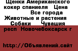 Щенки Американского кокер спаниеля › Цена ­ 15 000 - Все города Животные и растения » Собаки   . Чувашия респ.,Новочебоксарск г.